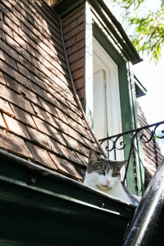 One of Hemingway's 6-toed cats sitting on the mansard roof outside his office window