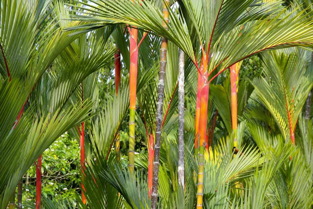Cyrtostachys renda, commonly known as Lipstick Palm