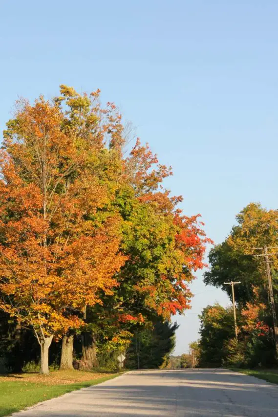 Trees with red and gold leaves along the side of a country road