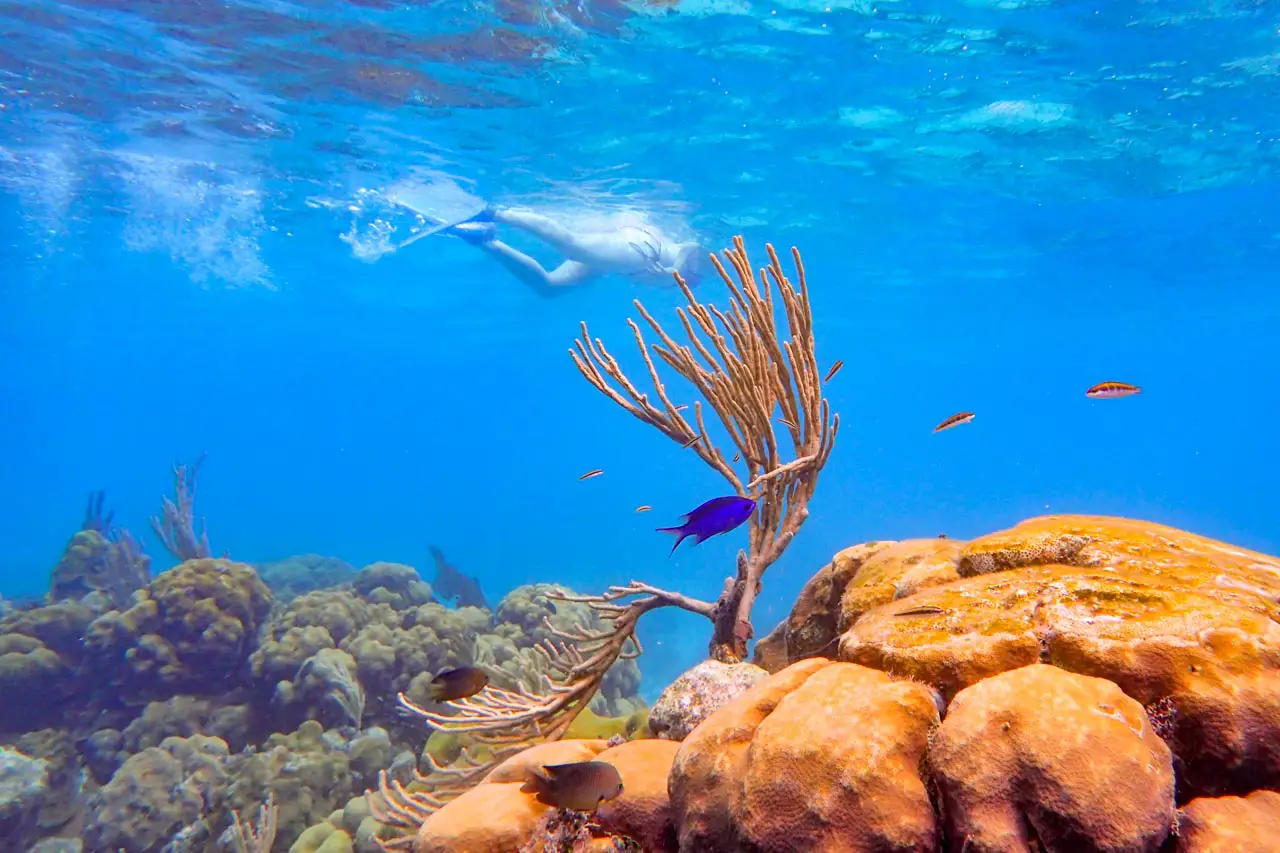 Woman snorkelling in background behind coral and tropical fish