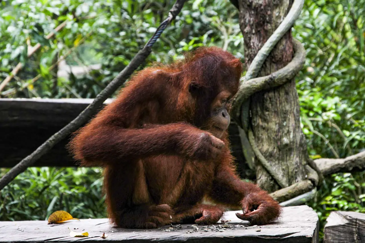 Young orangutan sitting on a platform with trees in background