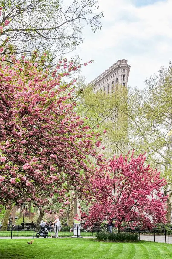 The Flat Iron building with trees covered in pink blossoms in the foreground