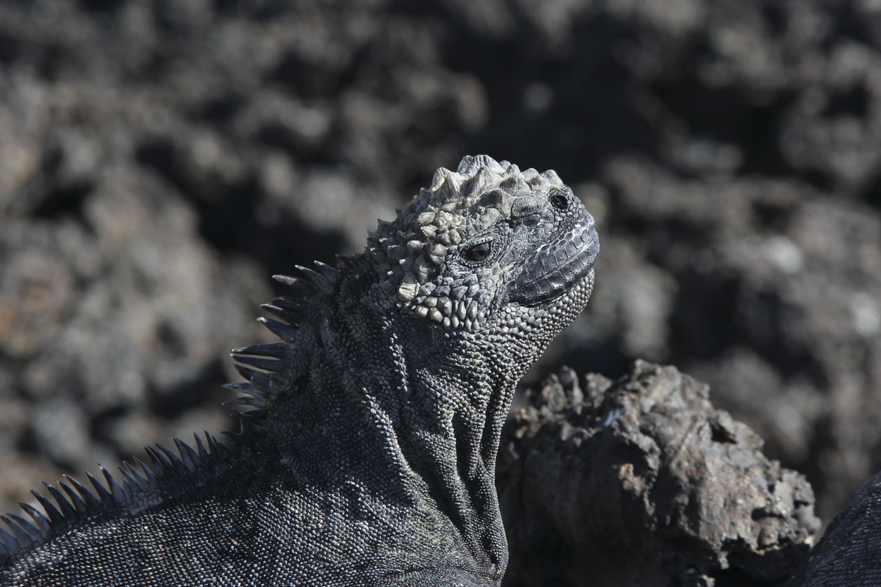 Marine Iguana sunbathing among black volcanic rock