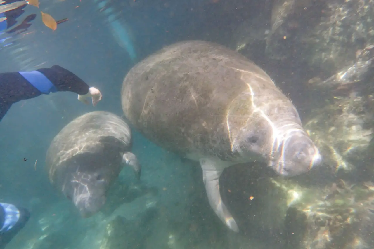 Manatee mother and calf swimming side by side