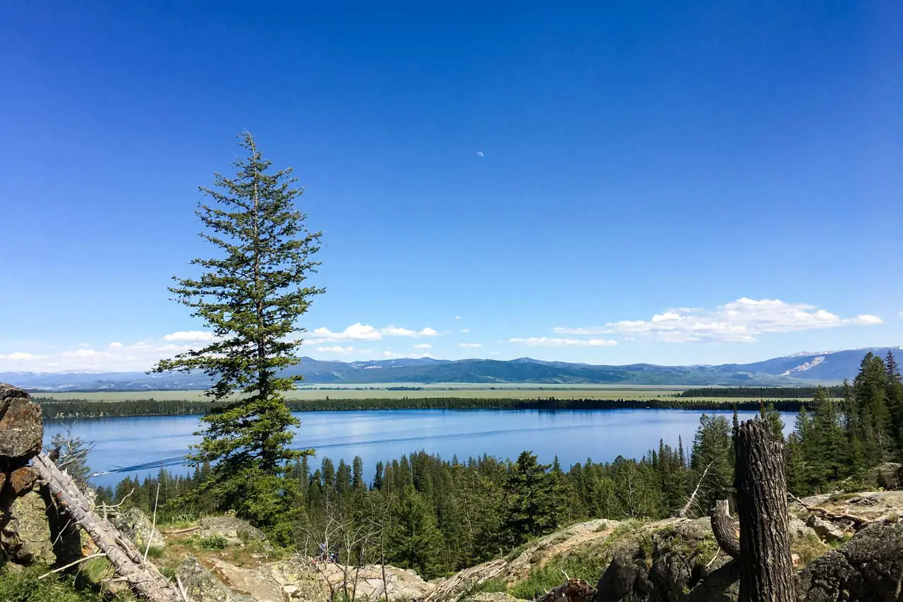 Photo of Lake with pine tree in foreground and mountains in the distance