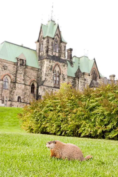 Parliament Hill's resident beaver
