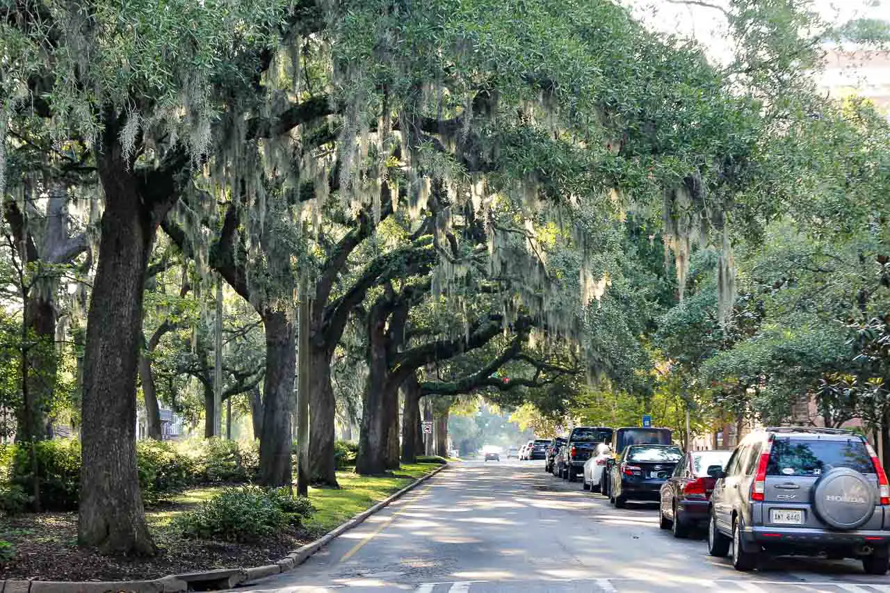 Oak-lined streets hanging with Spanish Moss