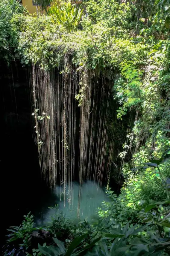 Photo of vines hanging down into a sinkhole with green water at the bottom