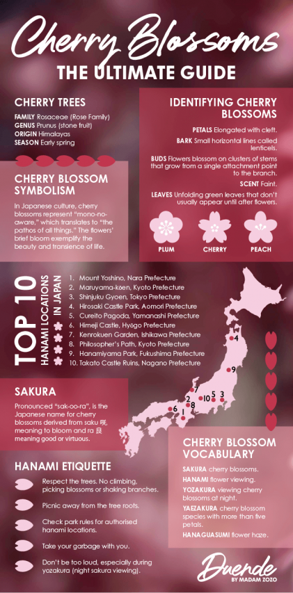 The Ultimate Guide to Cherry Blossoms infographic