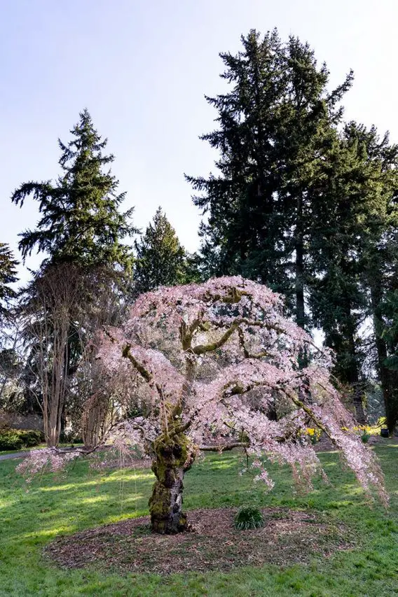Ornamental cherry tree in bloom with evergreens in background
