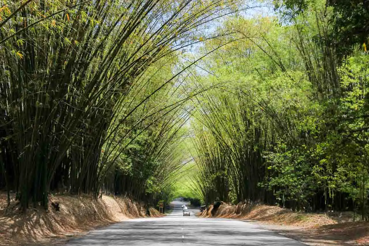 Road lined with giant bamboo