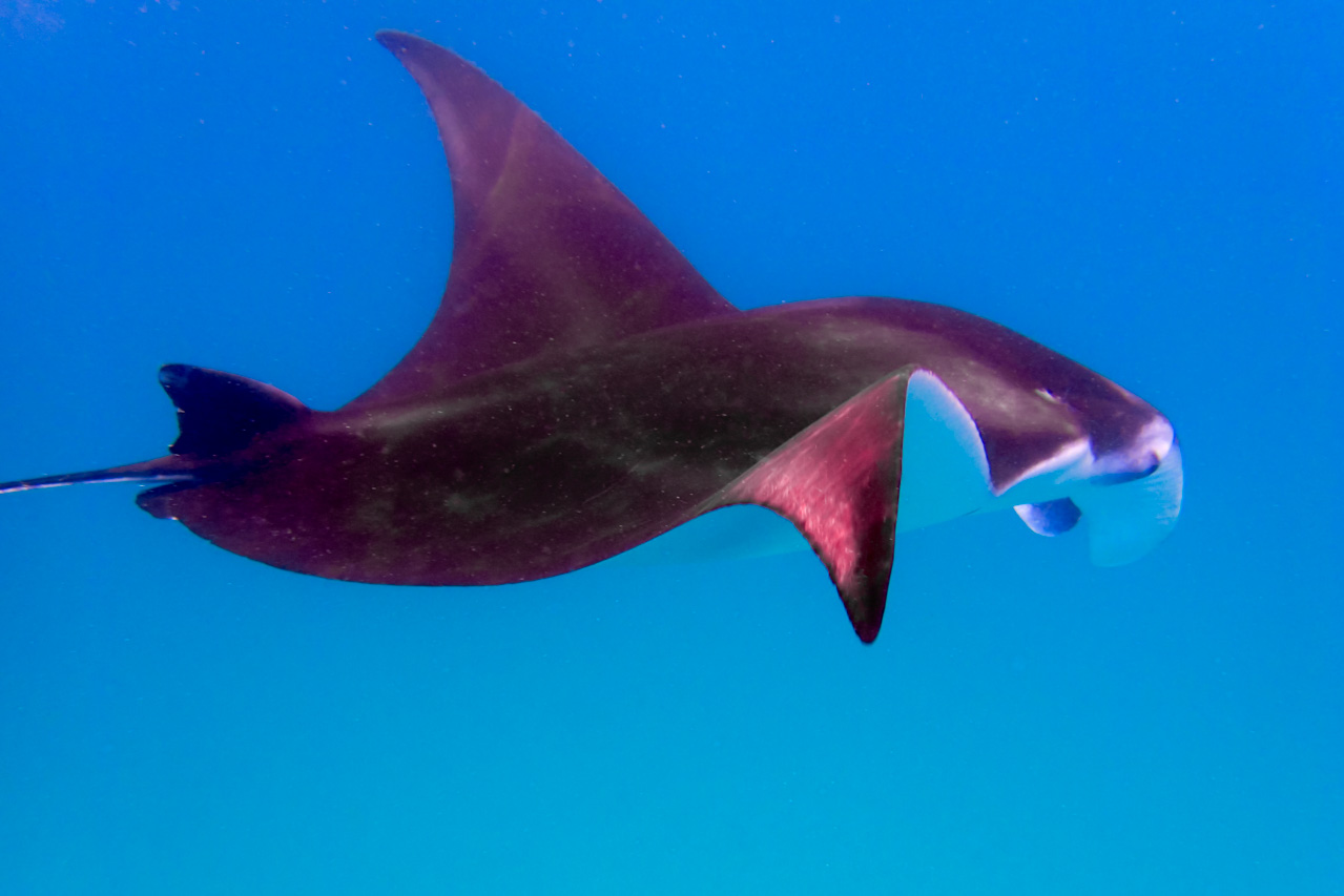 Manta ray swimming through blue water