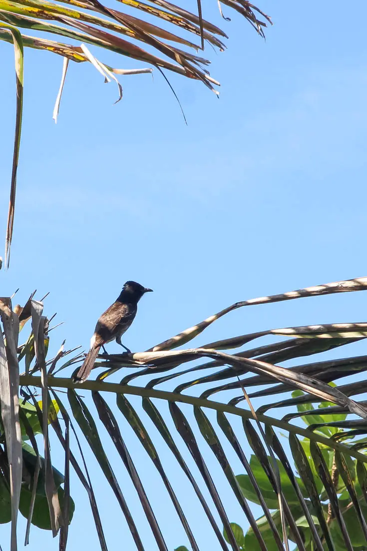 Small bird sitting on palm frond backed by blue sky