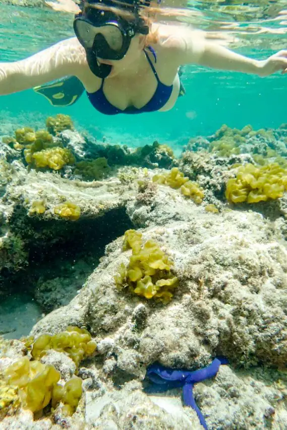 Woman snorkelling with blue starfish in foreground