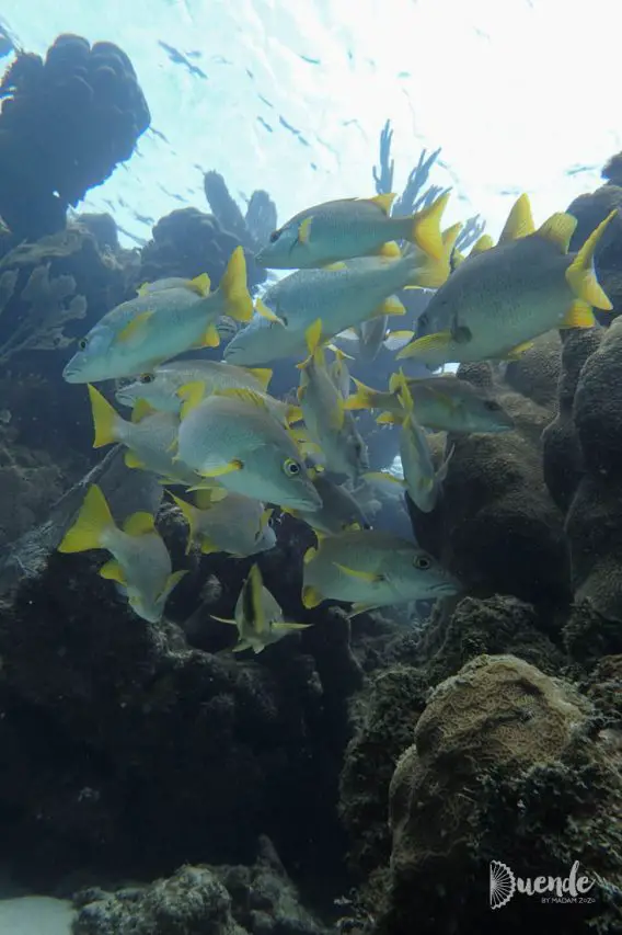 School of fish on the Mesoamerican Barrier Reef off the coast of Belize
