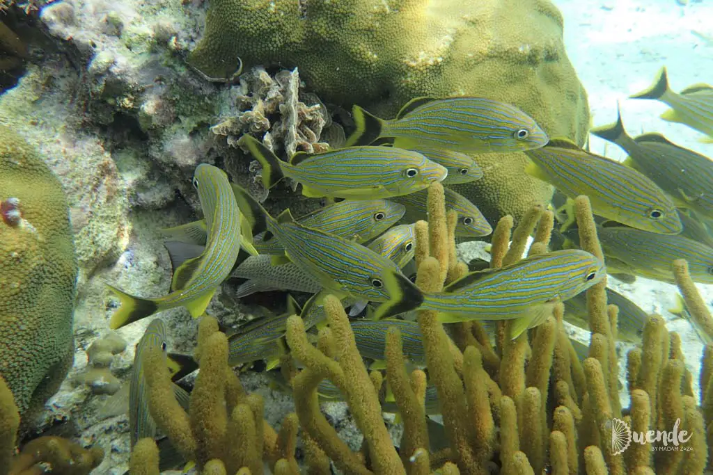 Reef fish swimming in yellow coral, Belize