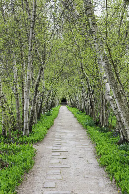 Image of path framed with rows of birch trees