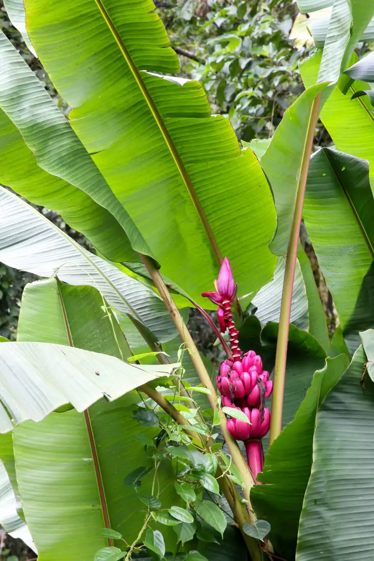 Pink bananas growing in jungle