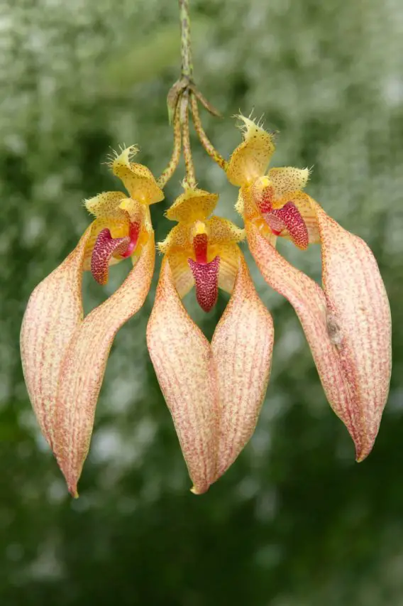 Three orange and yellow orchids with elongated shape
