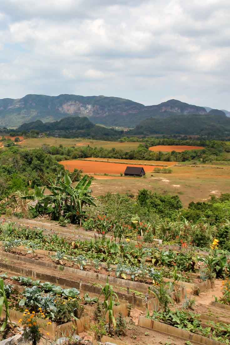 Vinales Valley, Cuba, view with red soil farms and lush vegetation