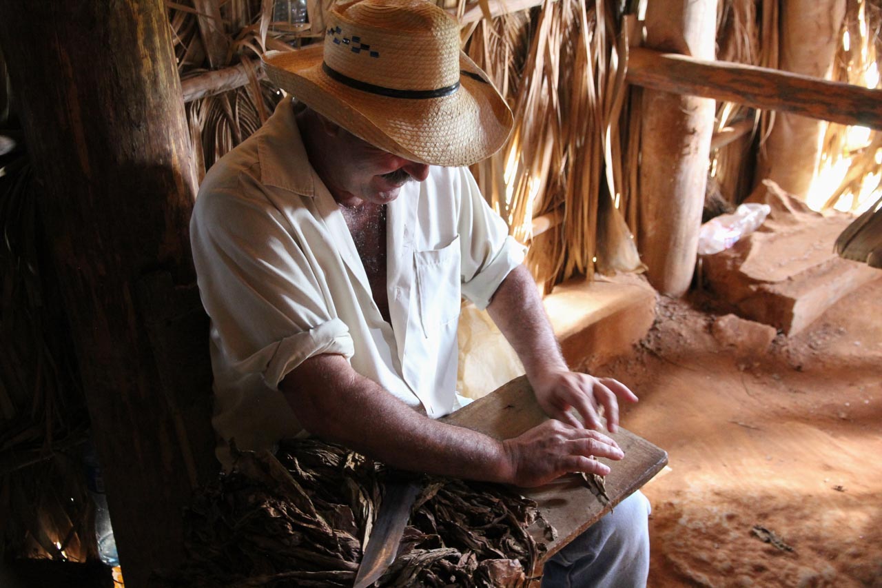 Tobacco farmer in the drying shed, rolling a cigar