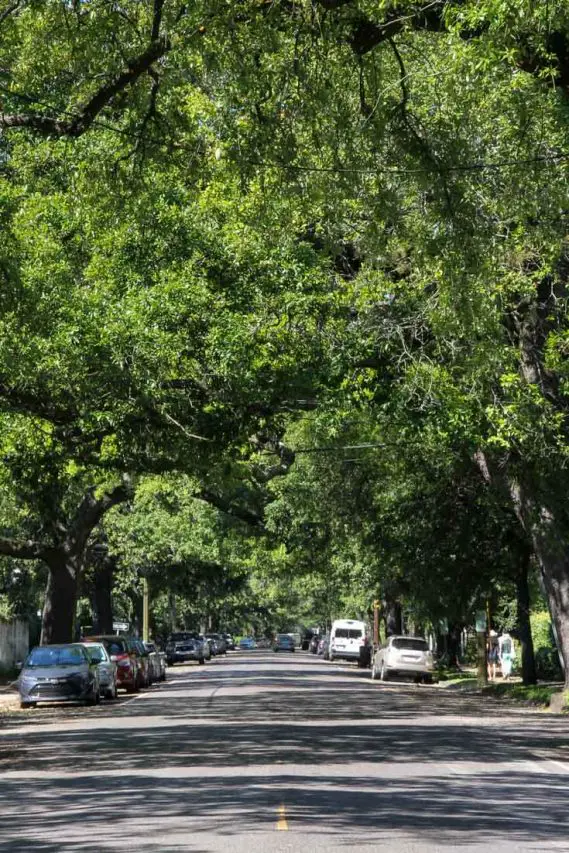 Oak-lined Garden District street