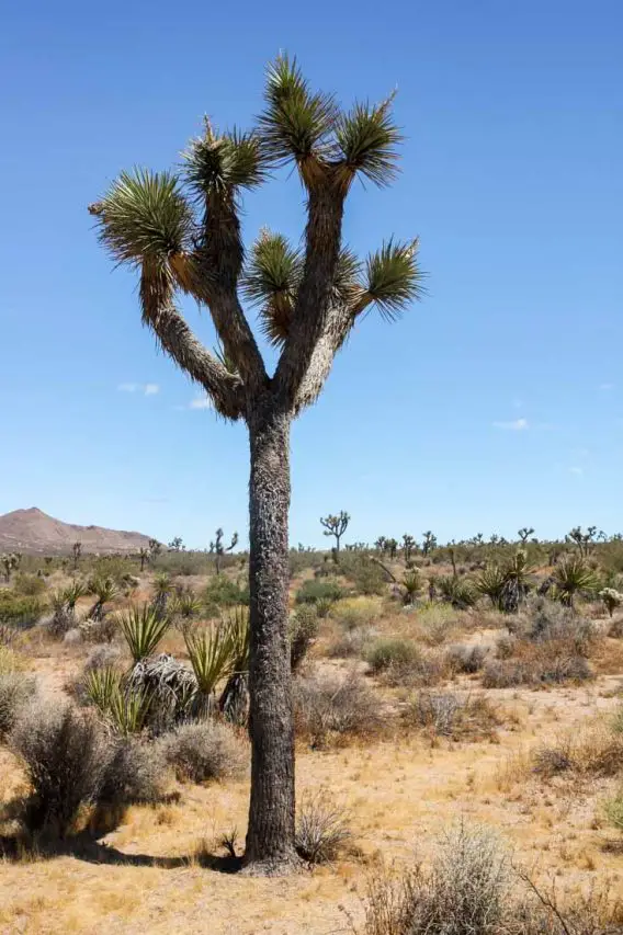 Mid-sized Joshua tree in foreground with more of the species growing in the desert behind