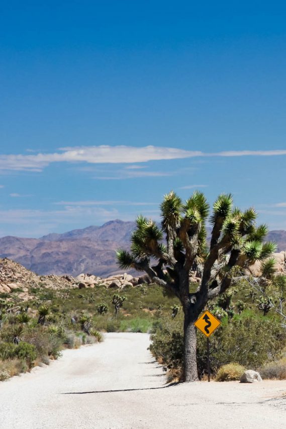 Joshua Tree and winding road sign next to dirt road