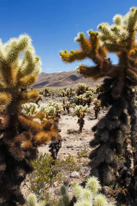 Cholla cacti with mountains in background