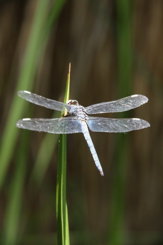 Dragonfly resting on foliage