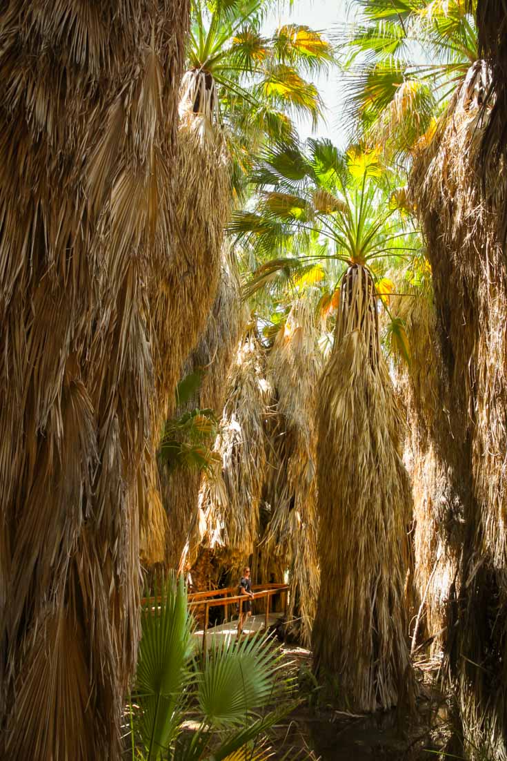 Woman standing on boardwalk between palm trees in oasis