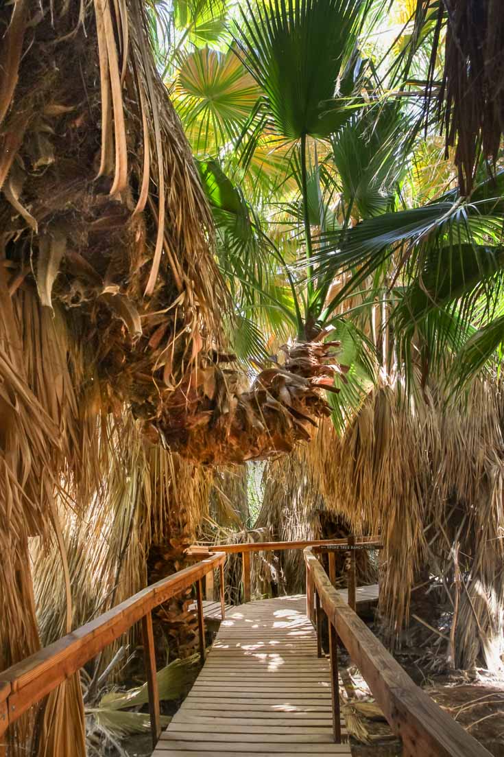 Image of boardwalk through palms in desert oasis