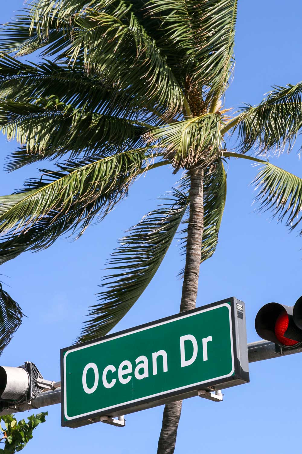 Street sign reading "Ocean Drive" with palm tree blowing in the wind