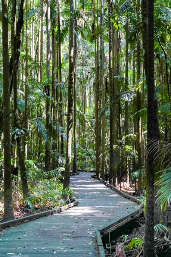 Boardwalk through the Piccabeen Palm Grove