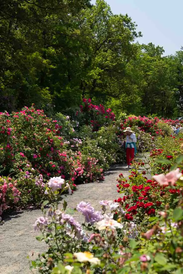 Woman walking through rose garden in full bloom