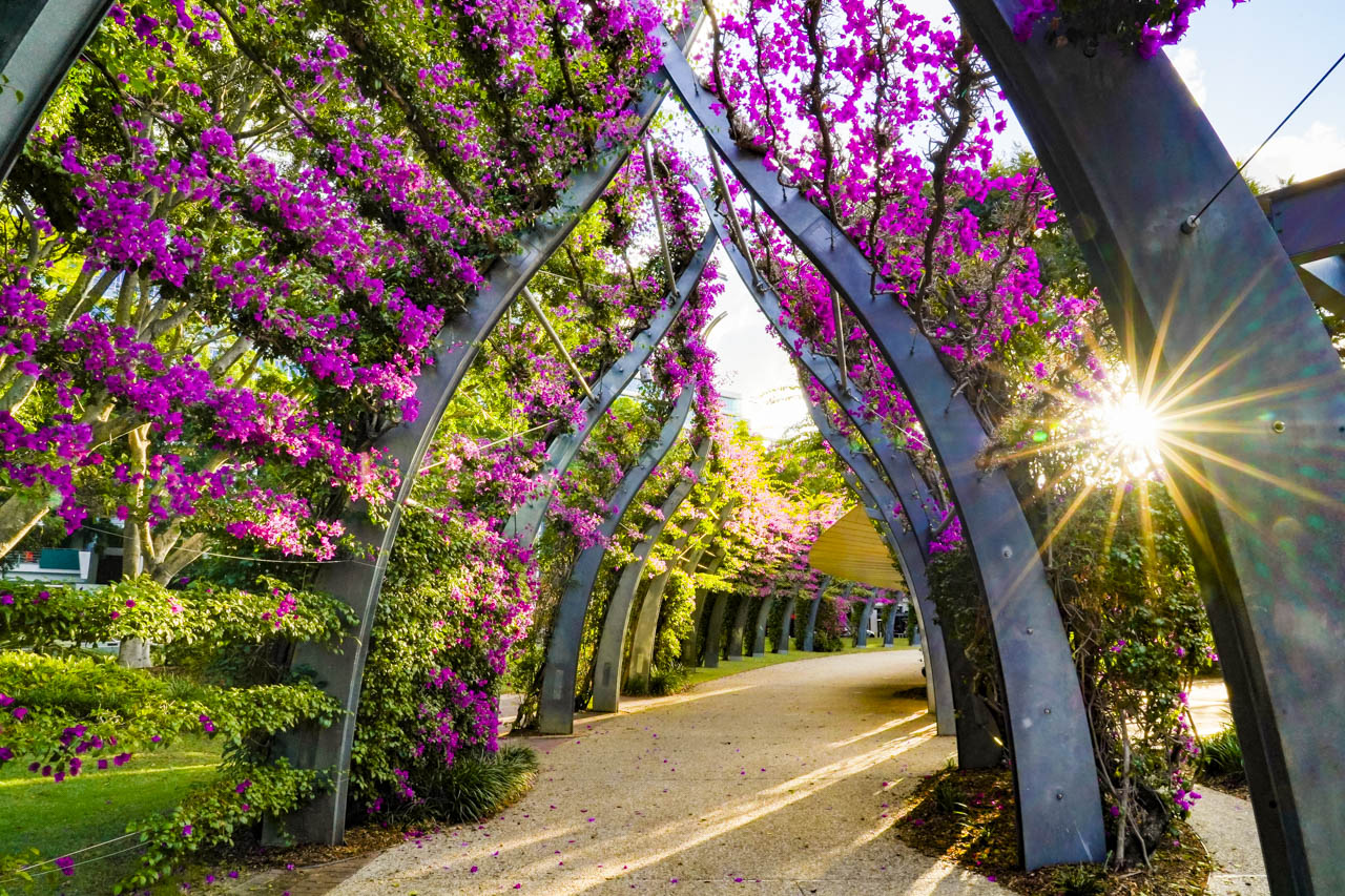 Walking path through an arbour covered in pink bouganvillea flowers