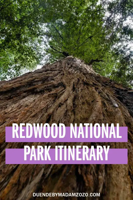Photo of Redwood tree, looking up the trunk towards canopy with text "Redwood National Park Itinerary"
