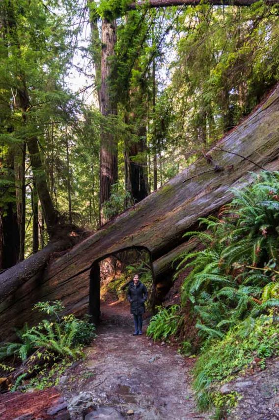 Woman standing in arch carved out of giant fallen Redwood tree lying across hiking trail.