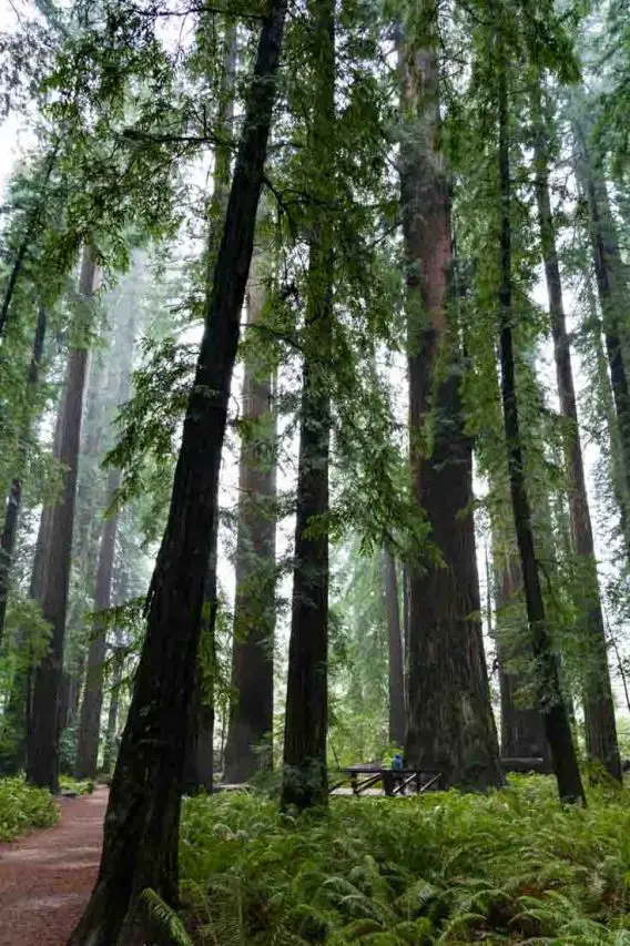 Stout Grove Trail in Jedediah Smith Redwoods State Park