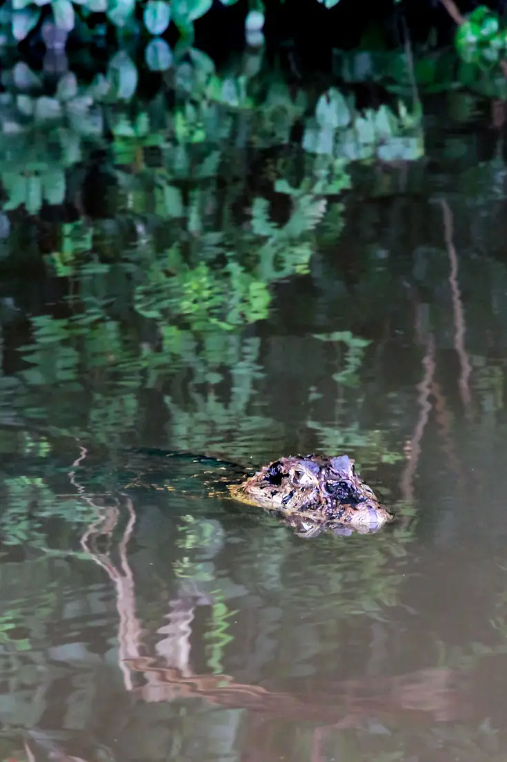 Black caiman swimming with head above the surface of the Lake.