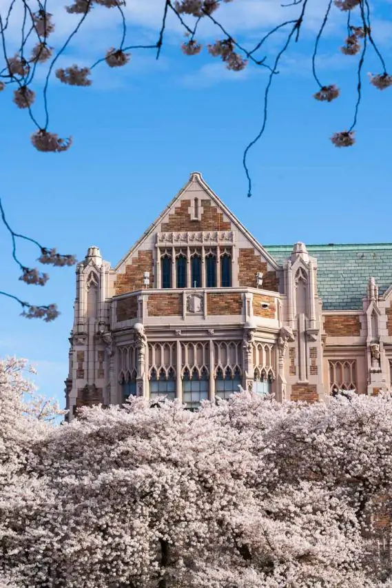 Cherry blossoms framing a Gothic-style brick building