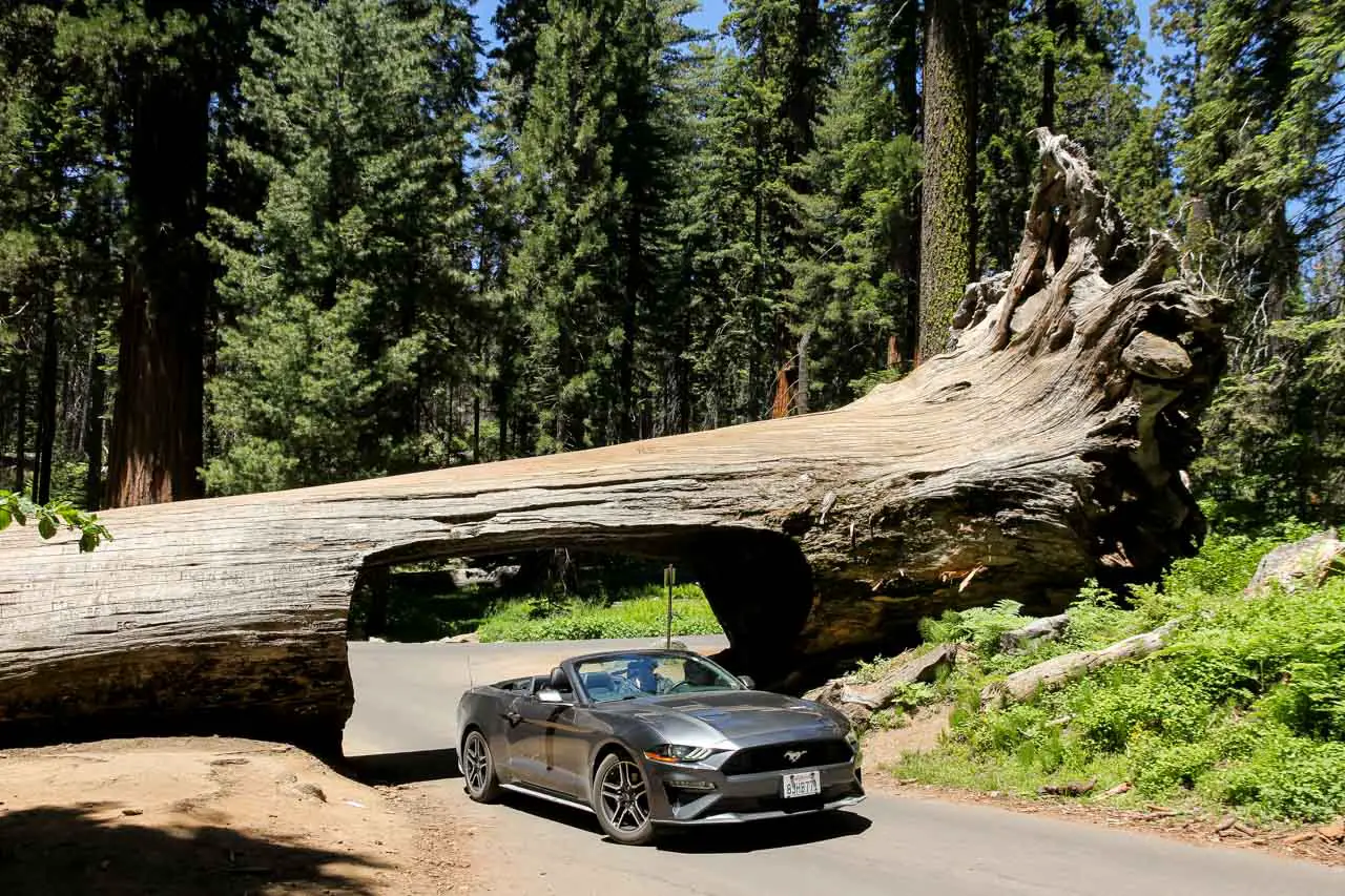 Silver convertible passing through cut-out in giant, fallen tree