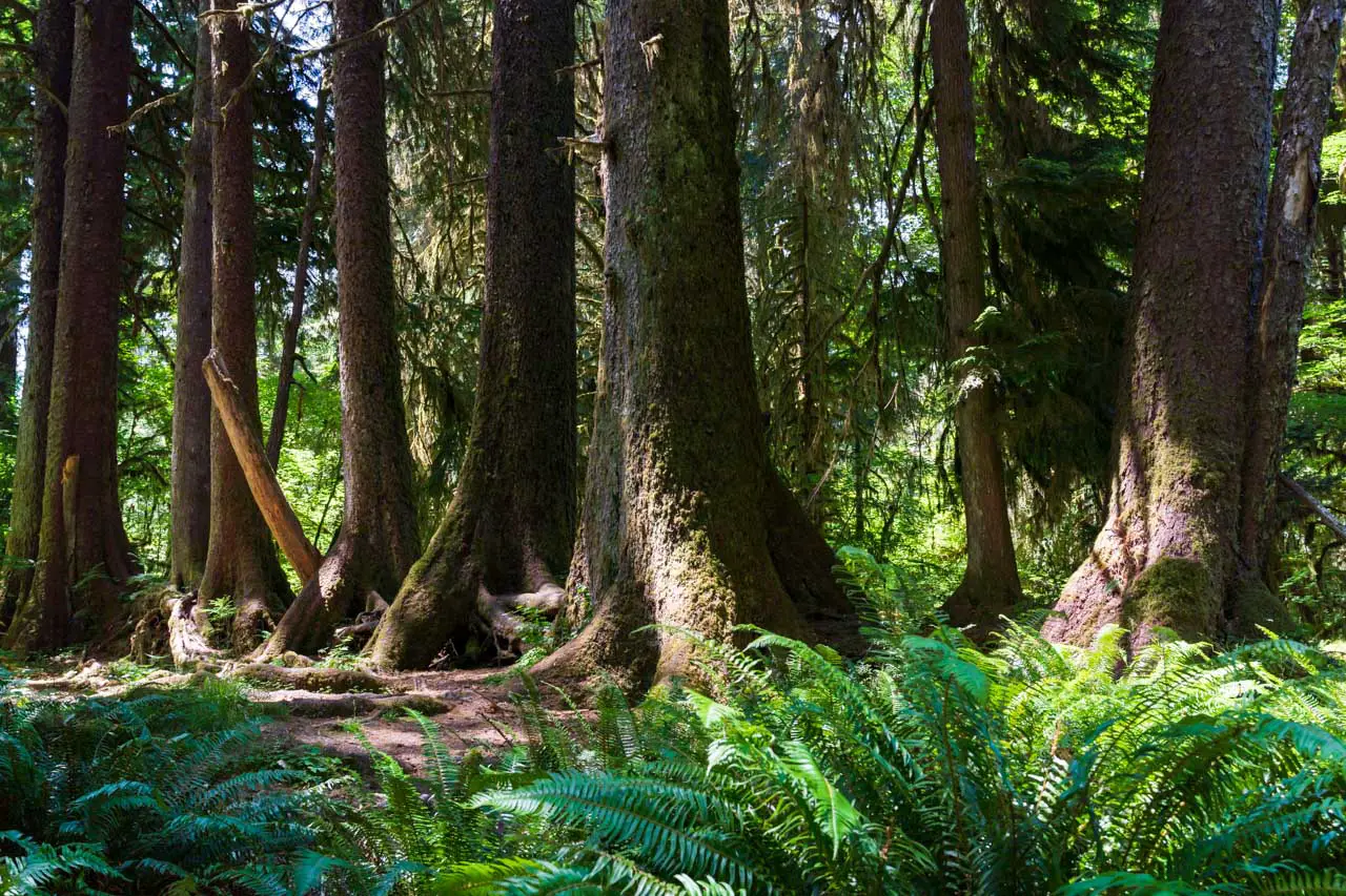 Photo of large conifers with ferns in foreground