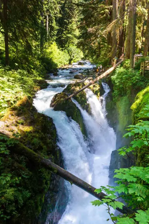 Photo of split stream waterfall surrounded by lush forest