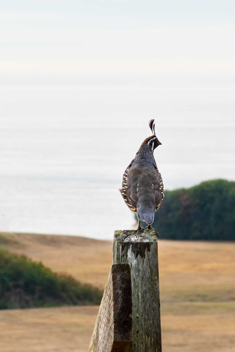 California quail sitting on fencepost with bushes and water in background