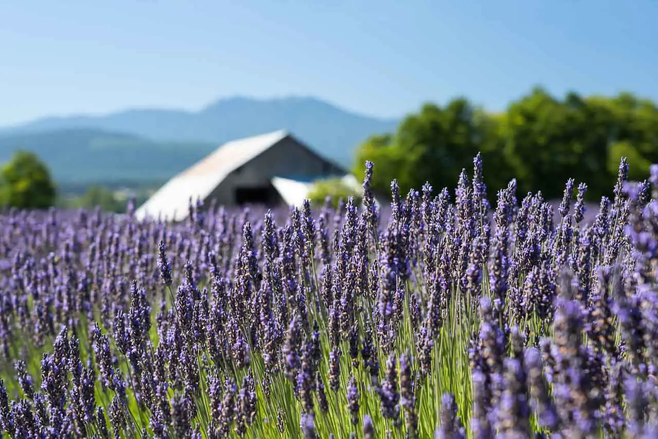 Lavender field with rooftop of barn and Olympic Mountains in background