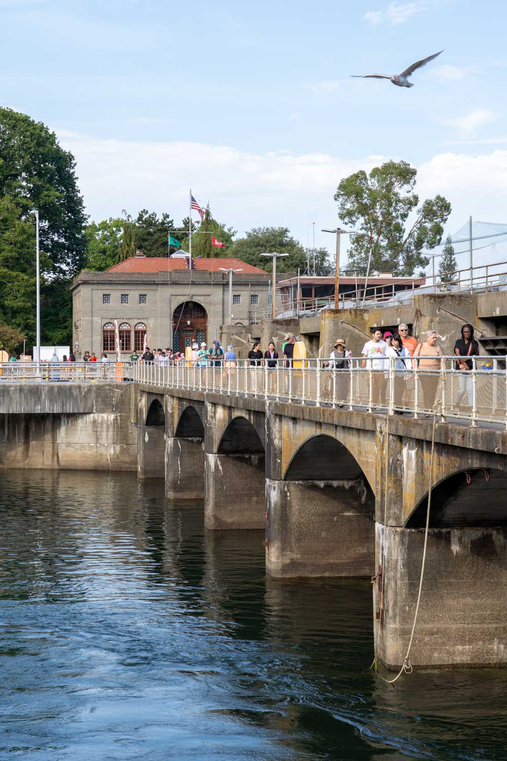 Ballard locks during salmon run with seagulls flying overhead