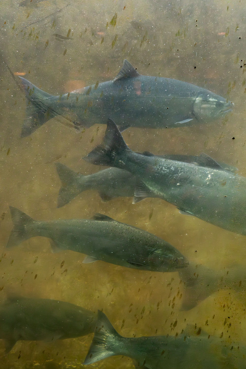 Salmon passing by viewing glass at Ballard Locks