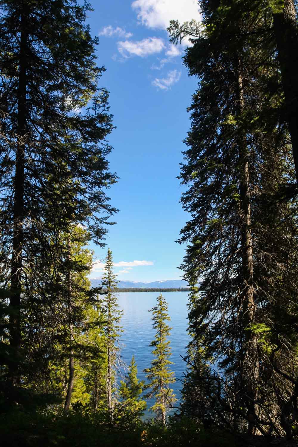 A still, blue lake viewed between stands of evergreen trees, with mountains and blue sky in the distance