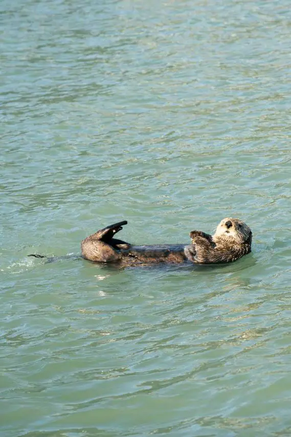 Sea otter floating on its back in chalky-green water